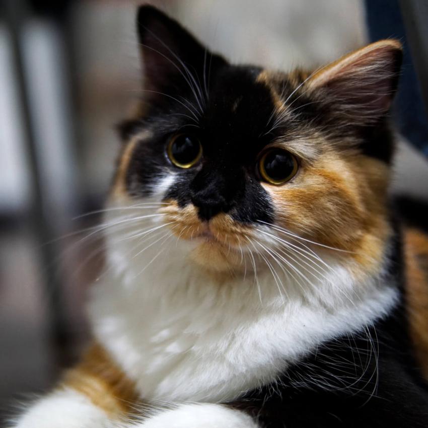 Adorable Calico Cat Pictures LoveToKnow