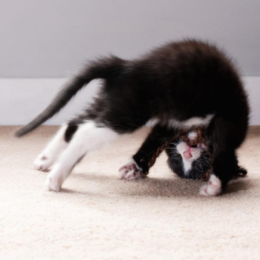 Funny Kittens Gallery | LoveToKnow