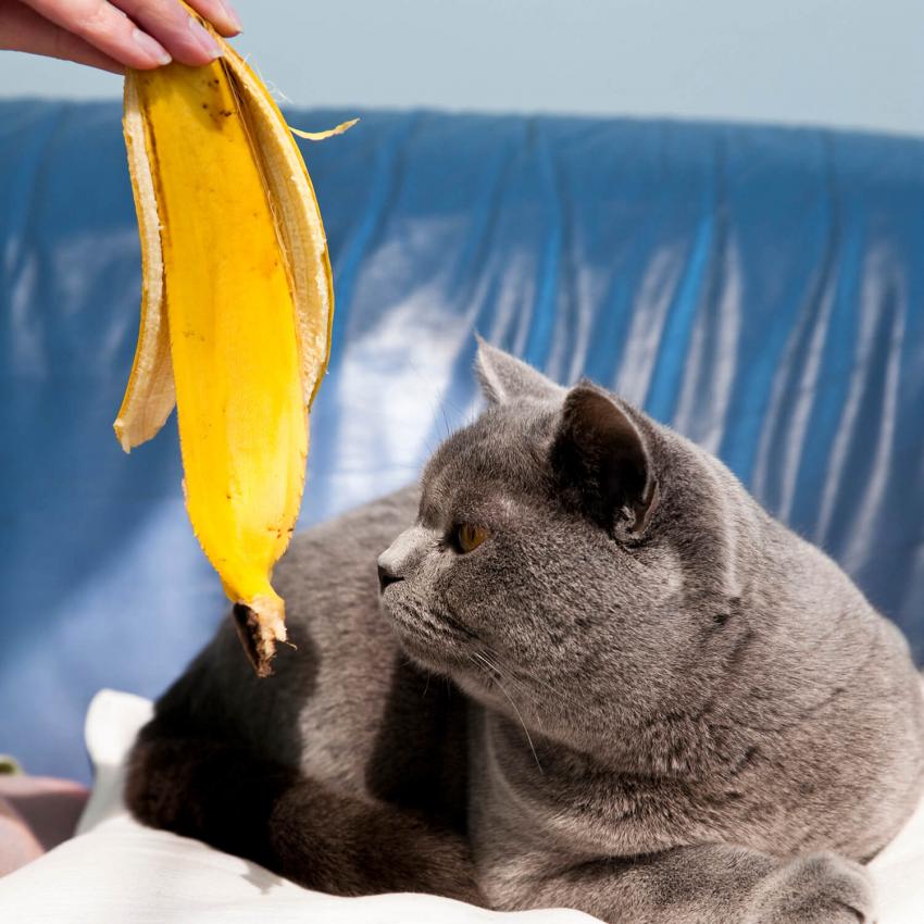 10 Surprising Smells That Cats Hate Lovetoknow