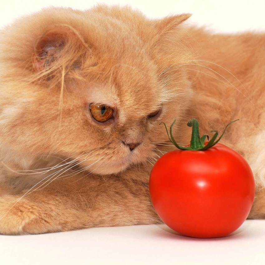 10 Surprising Smells That Cats Hate LoveToKnow