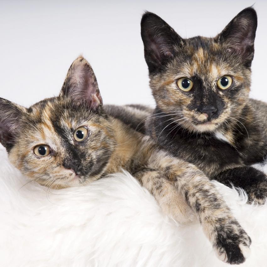 Adorable Kitten Wallpaper For Your Computer Lovetoknow