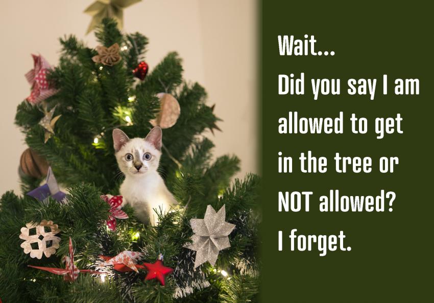 22 Funny Pictures of Christmas Cats LoveToKnow