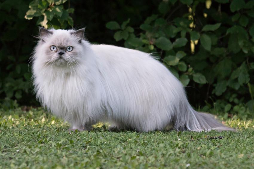 7 Fascinating Persian Cat Facts (Truly Unique Felines) LoveToKnow