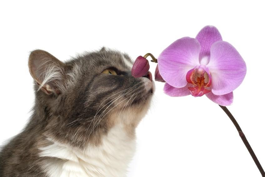 8 Fun Facts About Cats LoveToKnow