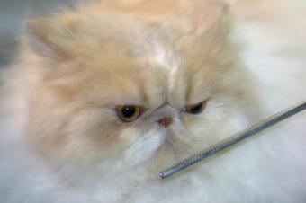 https://cf.ltkcdn.net/cats/images/slide/125510-849x565r1-Grooming-a-Persian.jpg