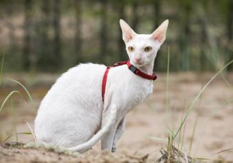 https://cf.ltkcdn.net/cats/images/slide/145785-827x580-Cornish_Rex.jpg