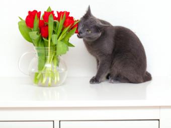 Cat trying to chew a toxic tulip