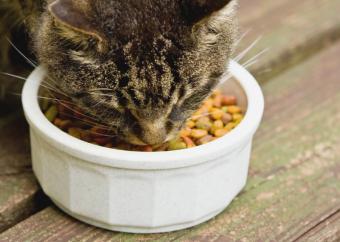 Cat eating dry commercial cat food