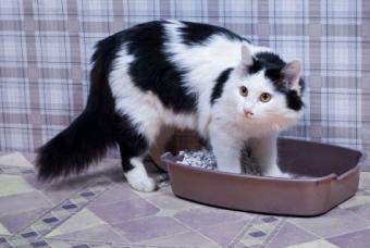 Cat standing in litter box