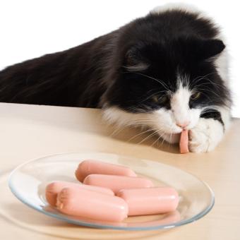 https://cf.ltkcdn.net/cats/images/slide/188487-850x850-cat-and-sausage.jpg