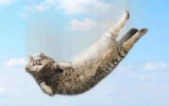 https://cf.ltkcdn.net/cats/images/slide/194396-523x327-cat_falling.jpg