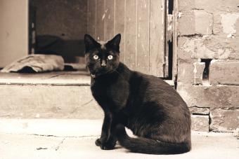 Black cat