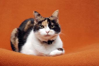 Senior calico cat lying down