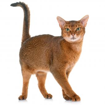 Cinnamon colored Abyssinian cat