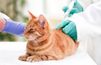 Cat Vaccination