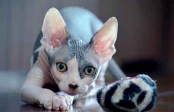 Canadian Sphynx Hairless Cat