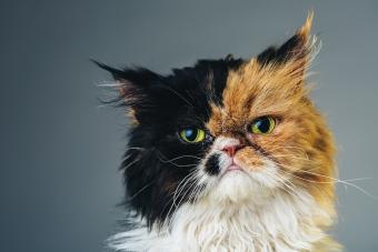 Calico Persian Cat