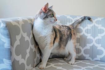 Cat standing on a grey sofa