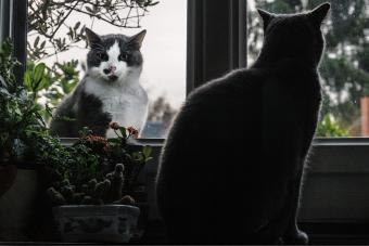 Cats at Window