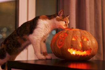 Cat Looking At Illuminated Jack O Lantern