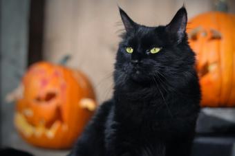 Black Halloween Cat