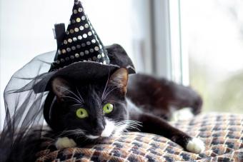 Black Cat With Witch Hat For Halloween