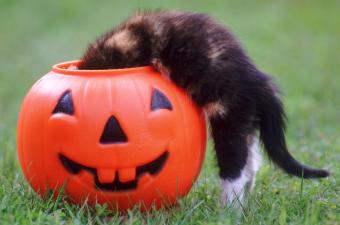 Kitten Peeking Into Trick-Or-Treat Pumpkin