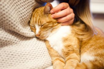 Ginger cat being stroked by his owner