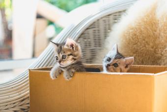 Portrait Of Kitten in a Box