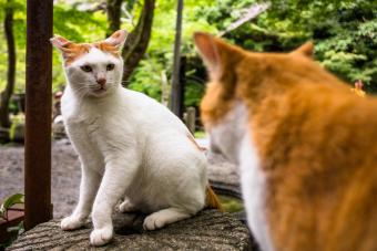 Two quarreling cats