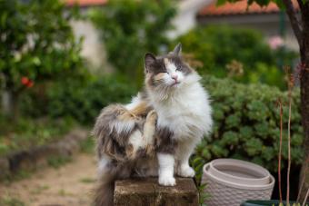 Calico cat scratching