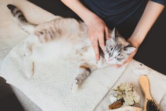 Cat massage technique