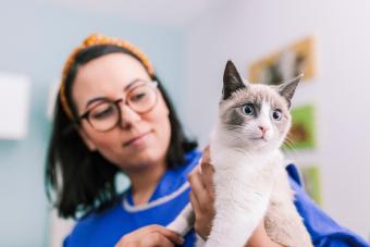 Woman Holding Cat At Animal Hospital