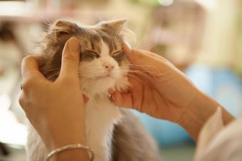 Cat Facial Massage
