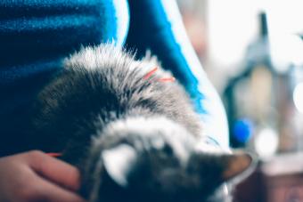 Cat receiving acupuncture