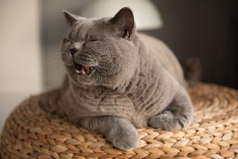 British Short Hair cat meowing