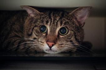 Portrait of tabby cat hiding under wardrobe