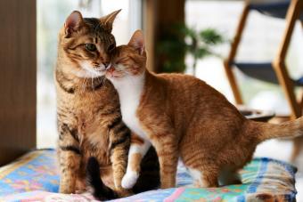 Ginger kitten cuddle with adult tabby cat
