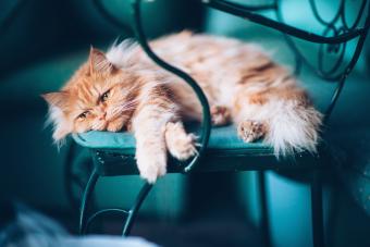 Why Do Cats Gets Sad (They’re More Like Us Than You Think)