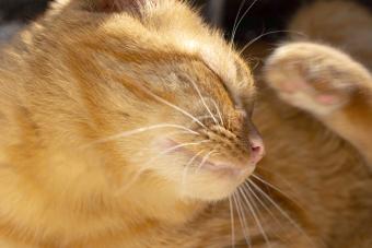 Red cat scratching