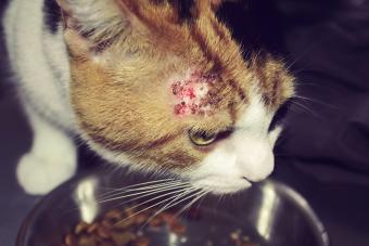 Cat with bold patches