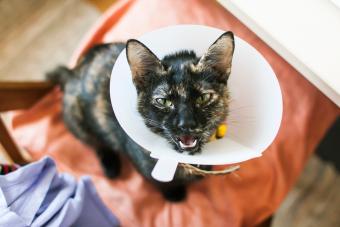 Cat wearing the cone of shame