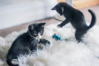 Two Kittens Playing