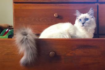 blue eyed cat sitting in dresser drawer