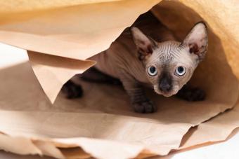 sphinx cat in wrapping paper