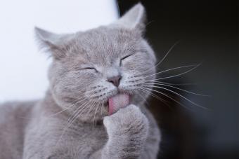 gray cat licking paw