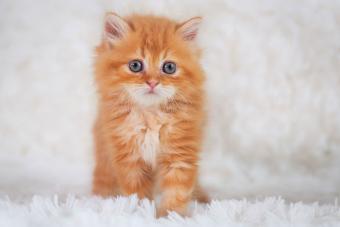 orange kitten on white rug