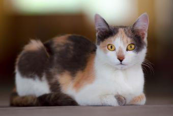 calico cat with gold eyes