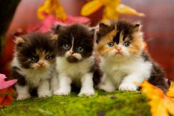 three calico persian kittens