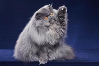 gray persian cat with paw up